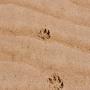 paw tracks 15072015