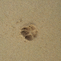 paw prints 120412