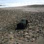 beach seaham 2