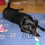 flash slide show 074
