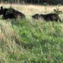 flash slide show 063