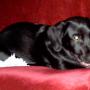 flash slide show 007
