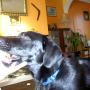 flash slide show 042