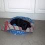 in the catbed