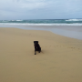 dalmore beach 12042012