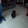 obedience class