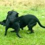 fight-3